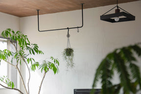 植物のハンギングに